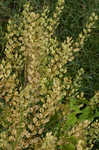 Field pennycress